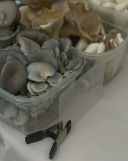 Pélets para cultivo de setas